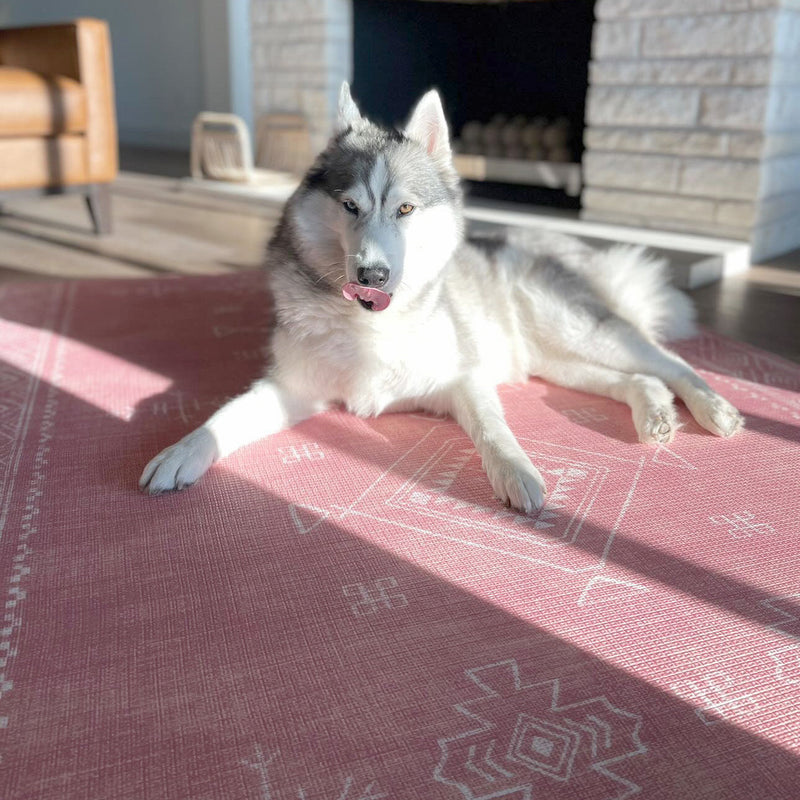 Siberian Husky licking nose while lying on a pink patterned rug in a cozy living room.
